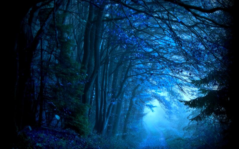 Blue-lit Forest Path