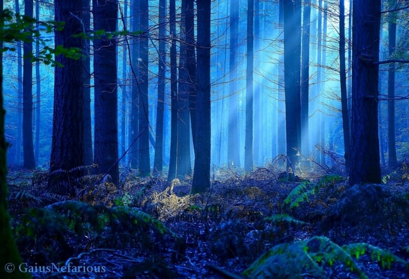 Blue-lit Forest with Sunlight