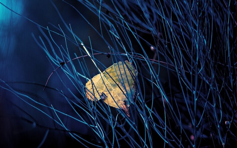 blue-lit leaf in grass