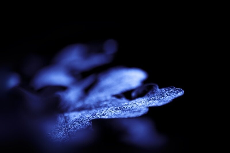 Blue-lit Leaf