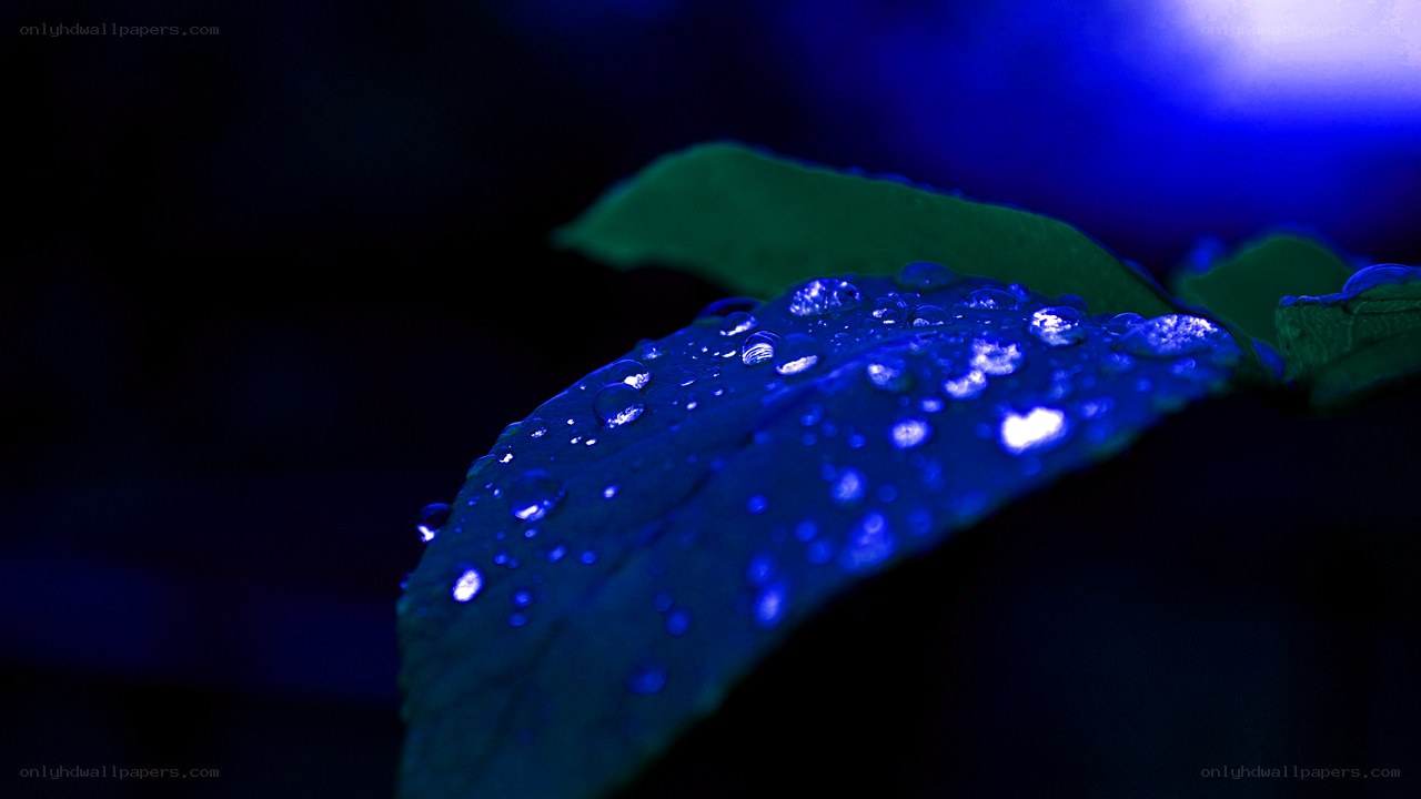 Blue-lit leaf with water droplets