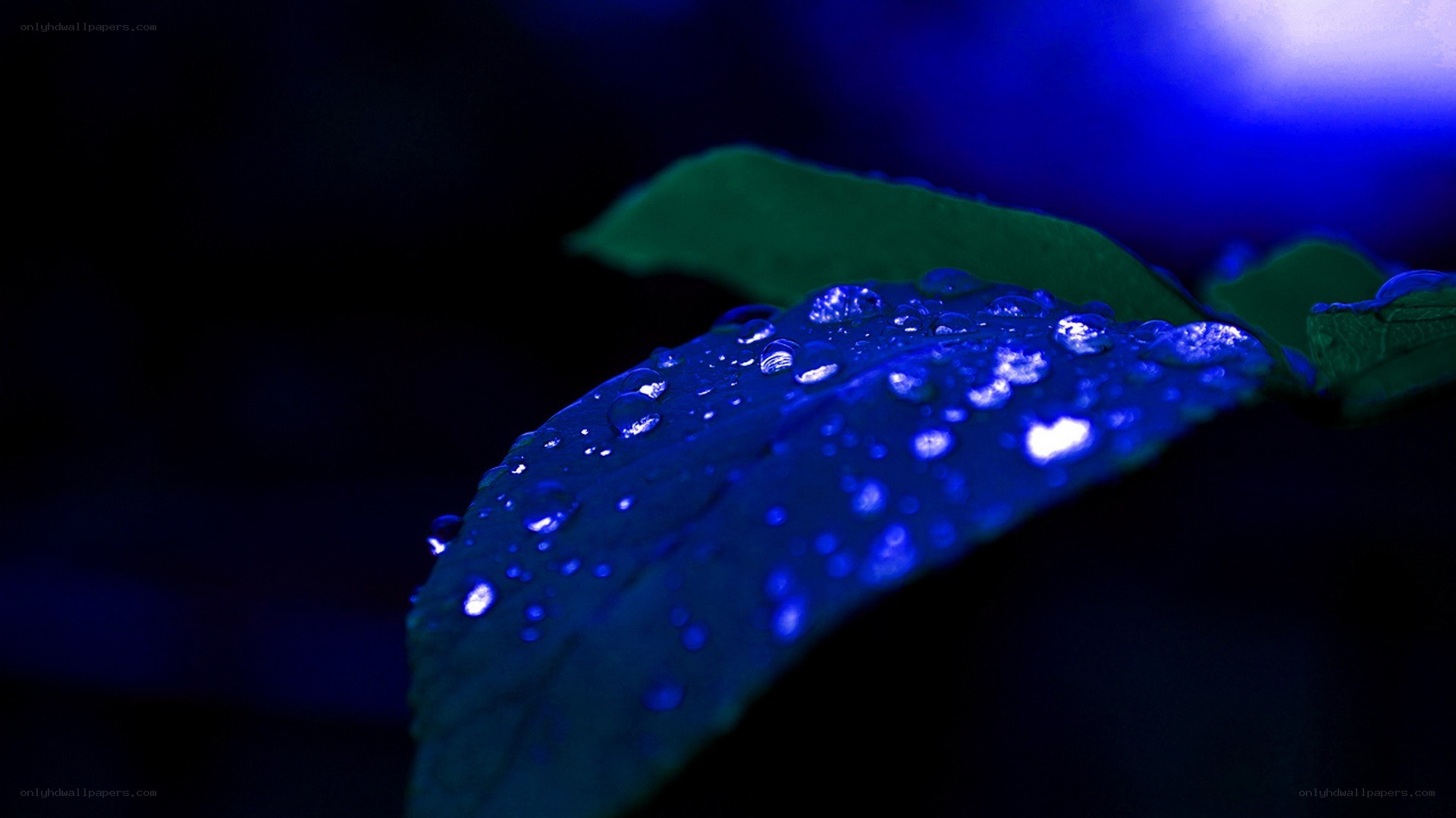 Blue-lit leaf with water droplets