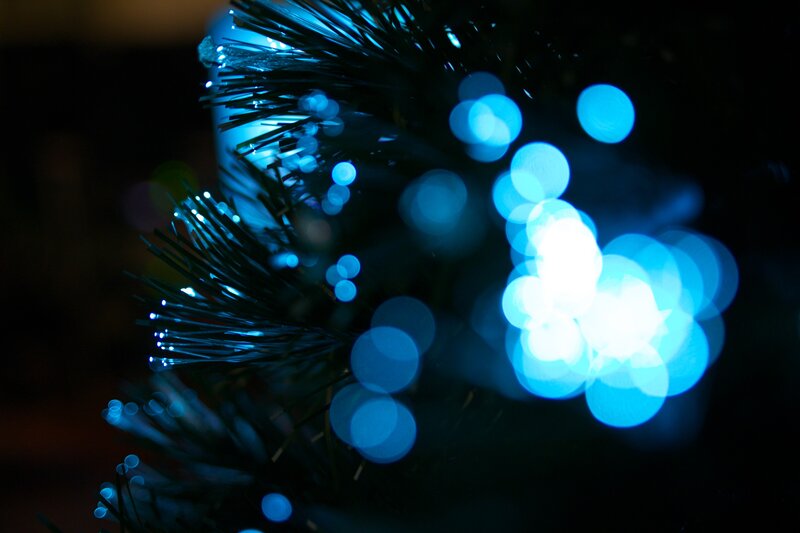 Blue-lit Tree Branches — Blue