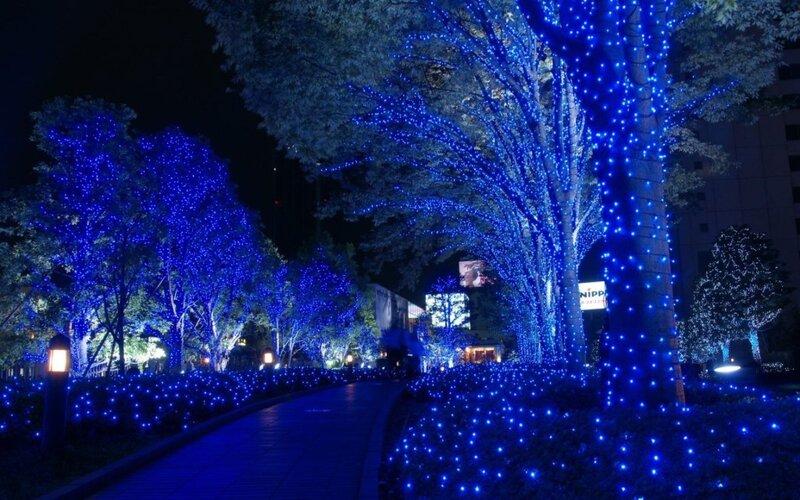 Blue-lit Trees at Night — Blue, Calm