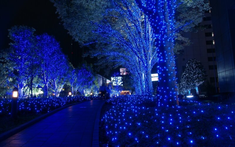 Blue-lit Trees at Night — Blue, Serene, Photograph, Path