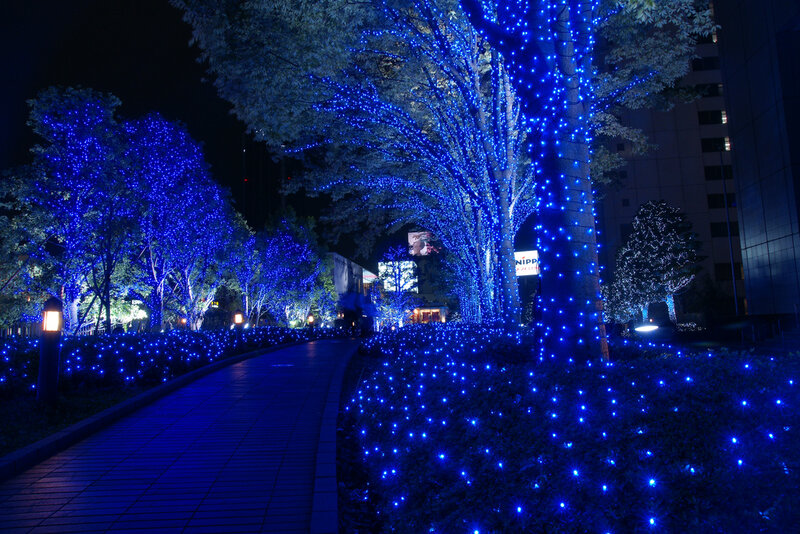Blue-lit Trees at Night — Blue, Serene, Photograph