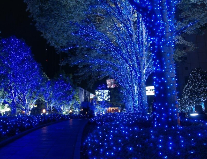 Blue-lit Trees at Night — Blue