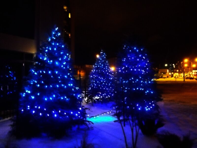 Blue-lit Trees in Snow