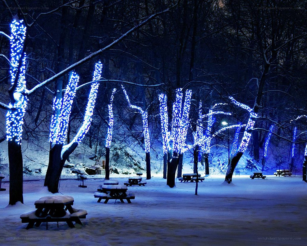 Blue-lit trees in snowy park