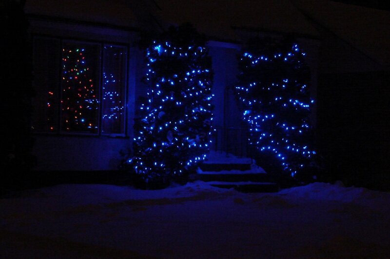Blue-lit Trees Outside House