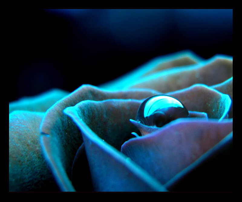 Blue-lit water droplet on flower