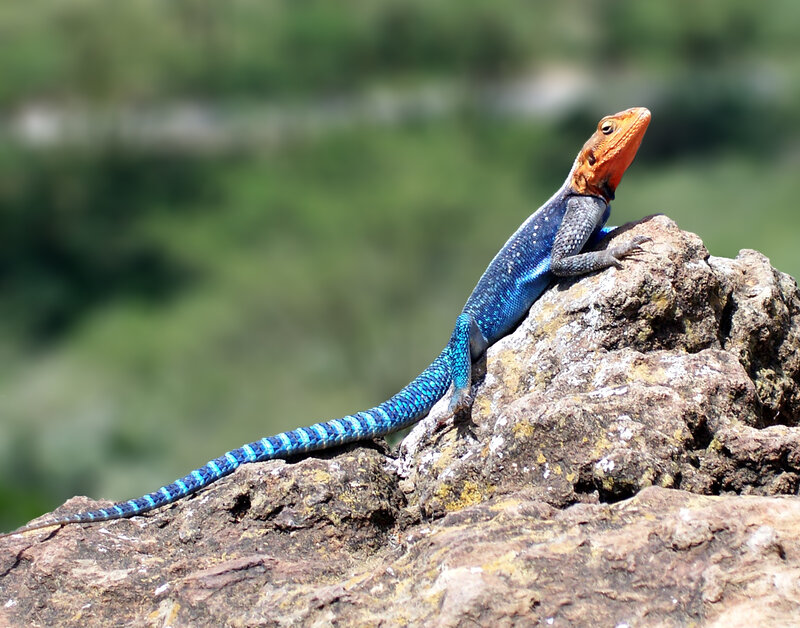 Blue lizard on a rock