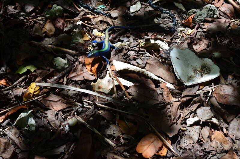 Blue Lizard on Forest Floor — Natural