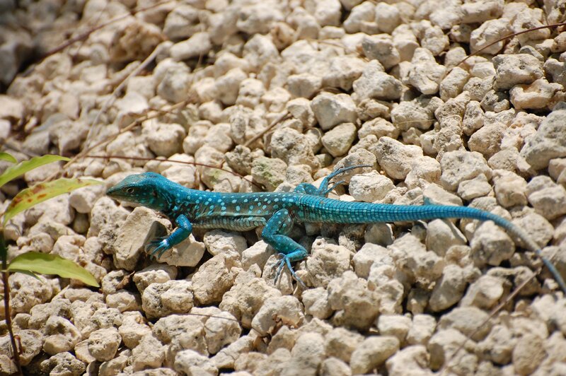Blue Lizard on Rocks