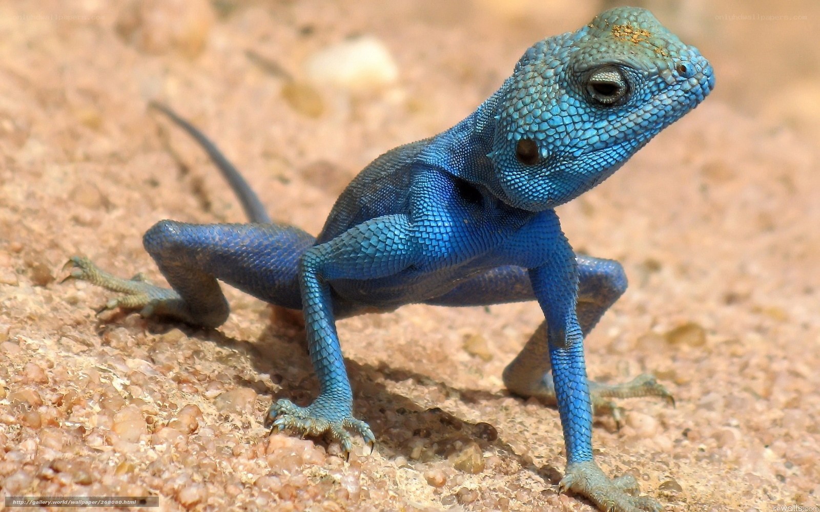 blue lizard on rocky ground