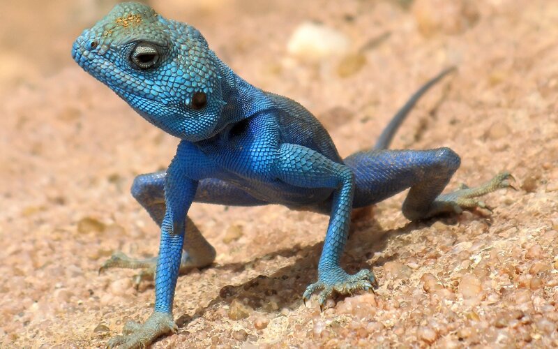 Blue Lizard on Sand