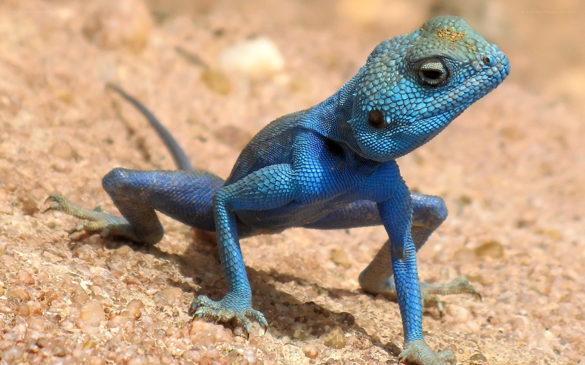 blue lizard on sandy ground