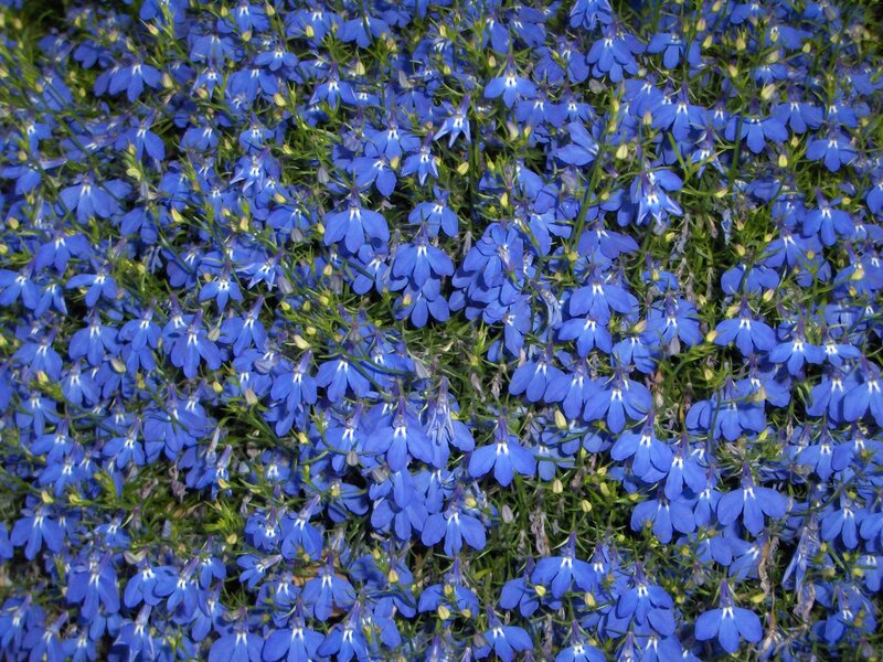 blue lobelia flowers