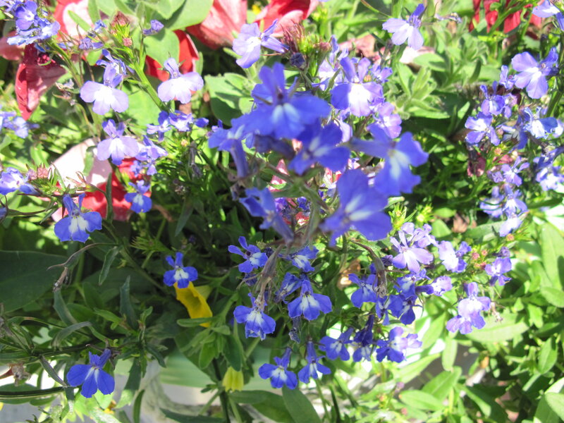 Blue Lobelia Flowers — Calm, Afternoon