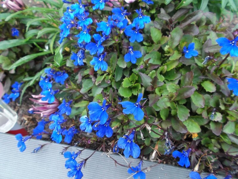Blue Lobelia Flowers — Calm, Spring, Photograph, Green Leaves