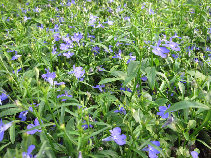 Blue Lobelia Flowers — Calm, Spring, Photograph