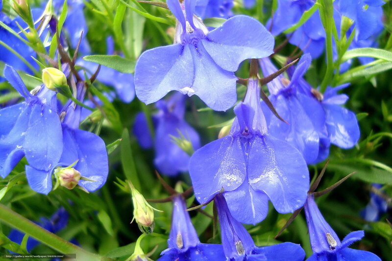 Blue Lobelia Flowers — Calm, Spring