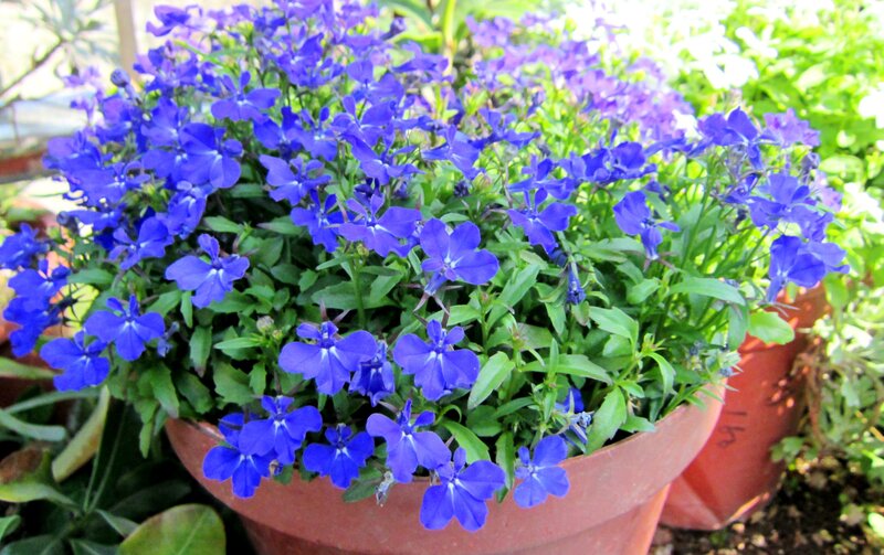 Blue Lobelia Flowers — Calm