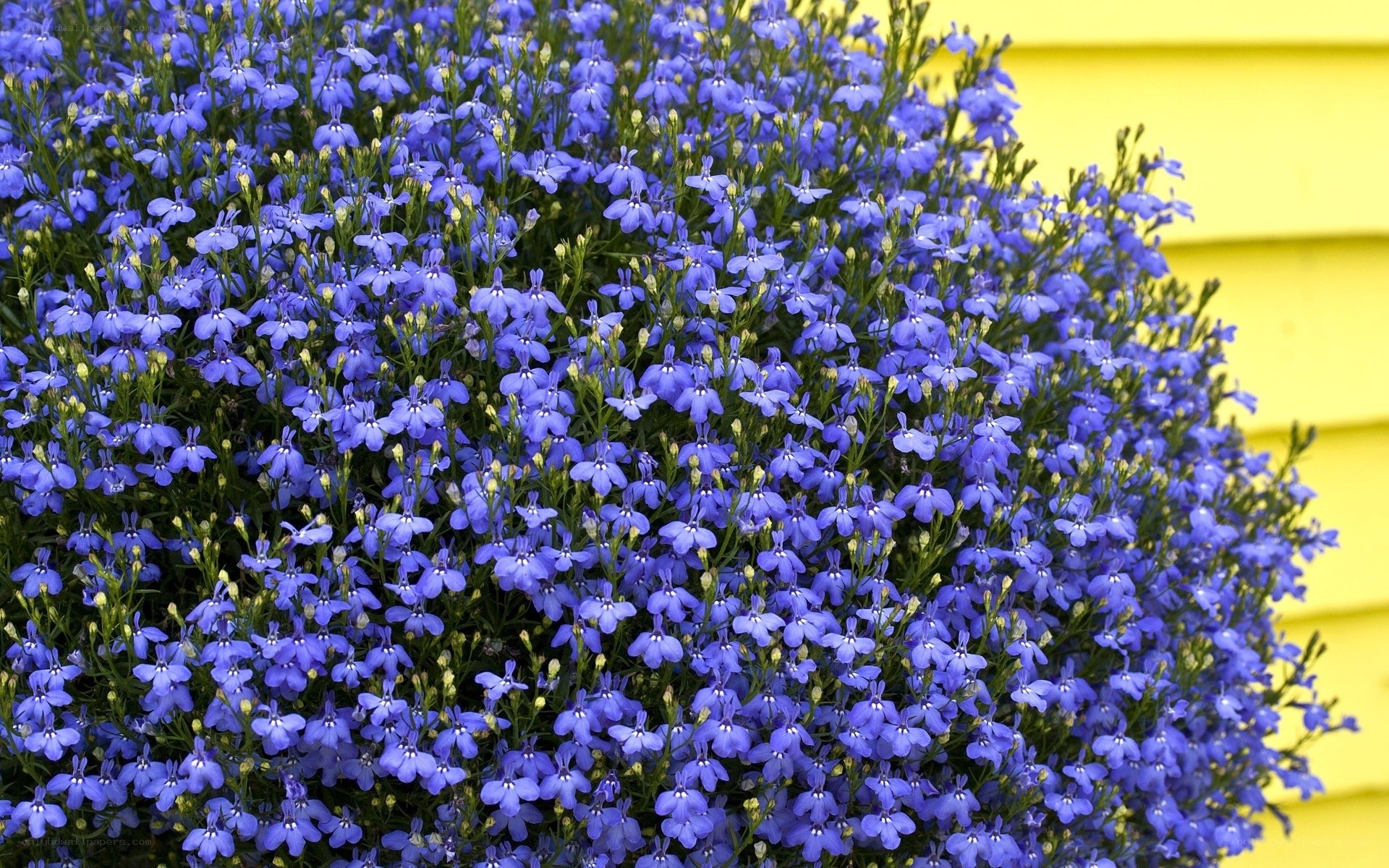 Blue Lobelia Flowers in Bloom