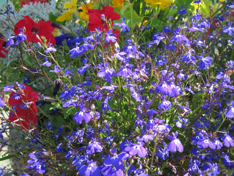 Blue Lobelia Flowers — Vibrant, Afternoon