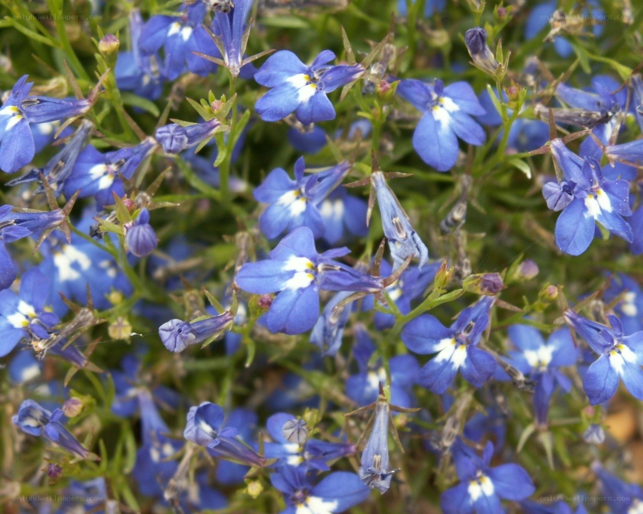 blue lobelia flowers