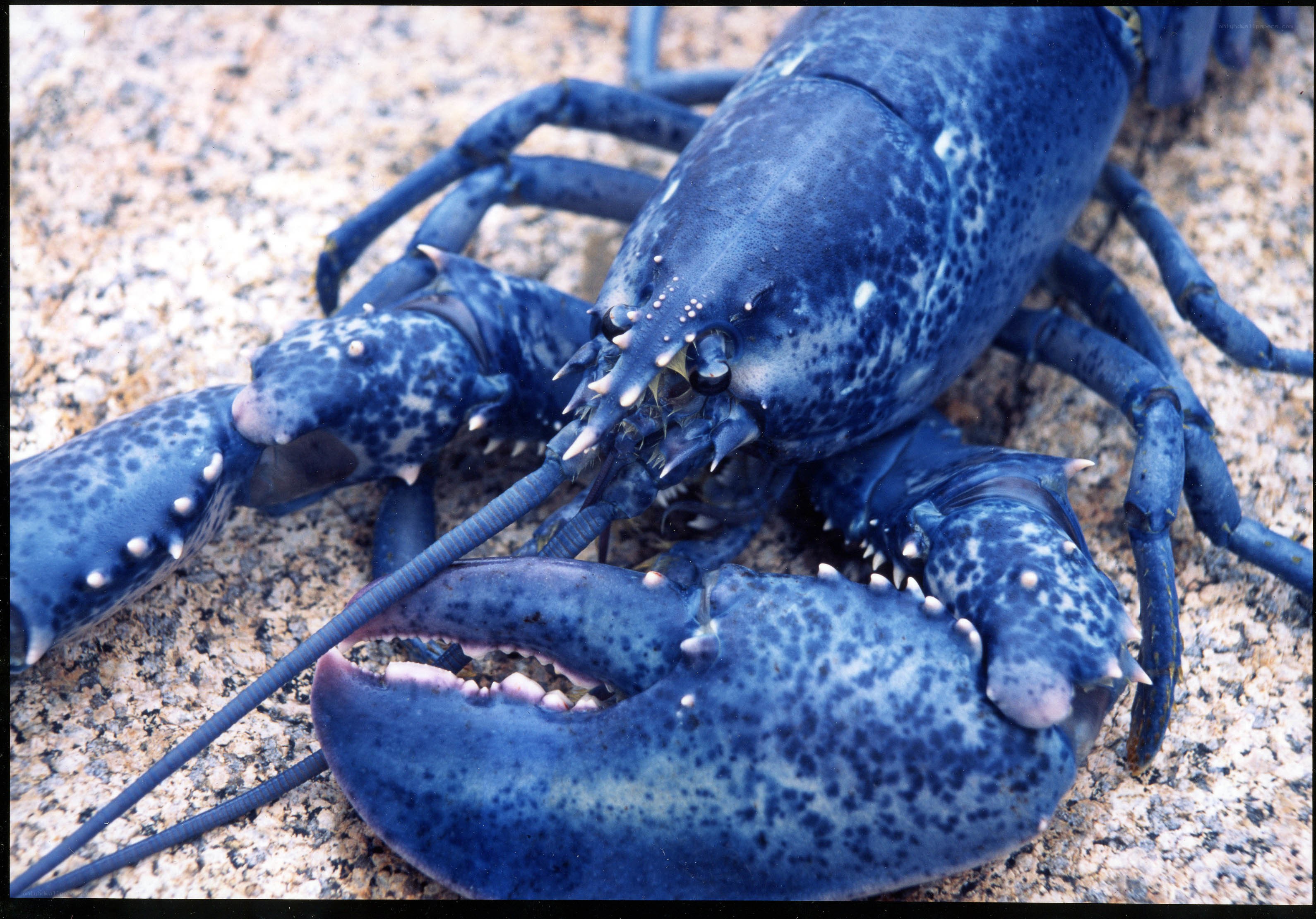 Blue lobster on rocky surface