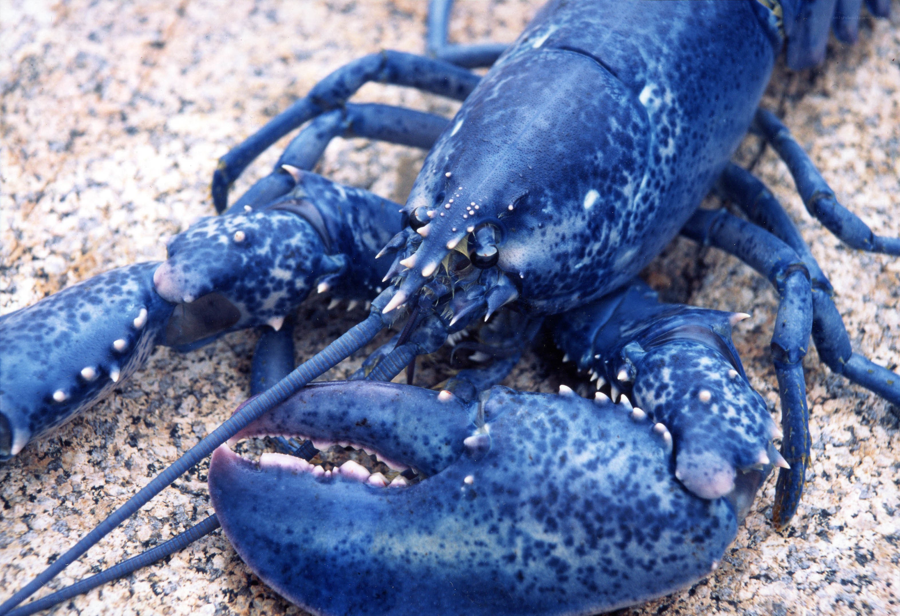 blue lobster on rocky surface