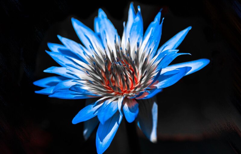 Blue Lotus Flower — Dramatic