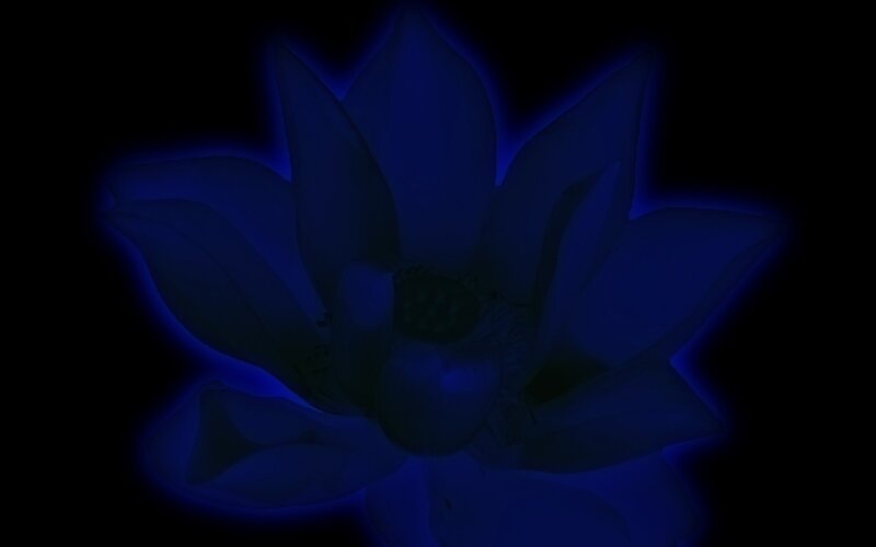 Blue Lotus Flower — Mystical