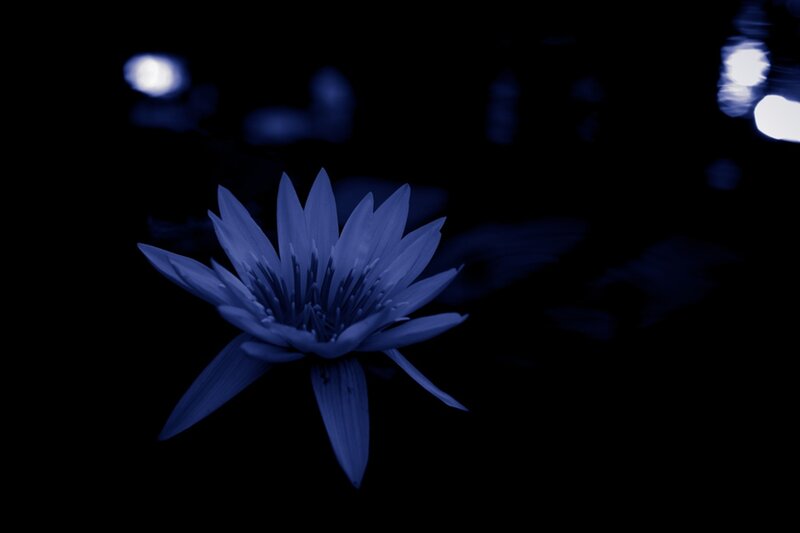 Blue Lotus Flower — Serene, Night