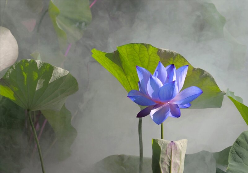 Blue Lotus Flower — Serene, Photograph, Lotus Leaf