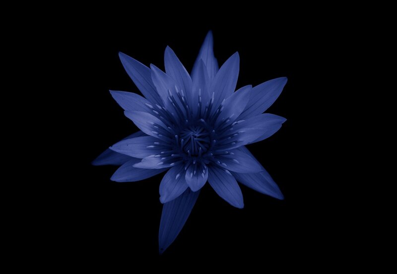 Blue Lotus Flower — Serene, Photograph, Petals