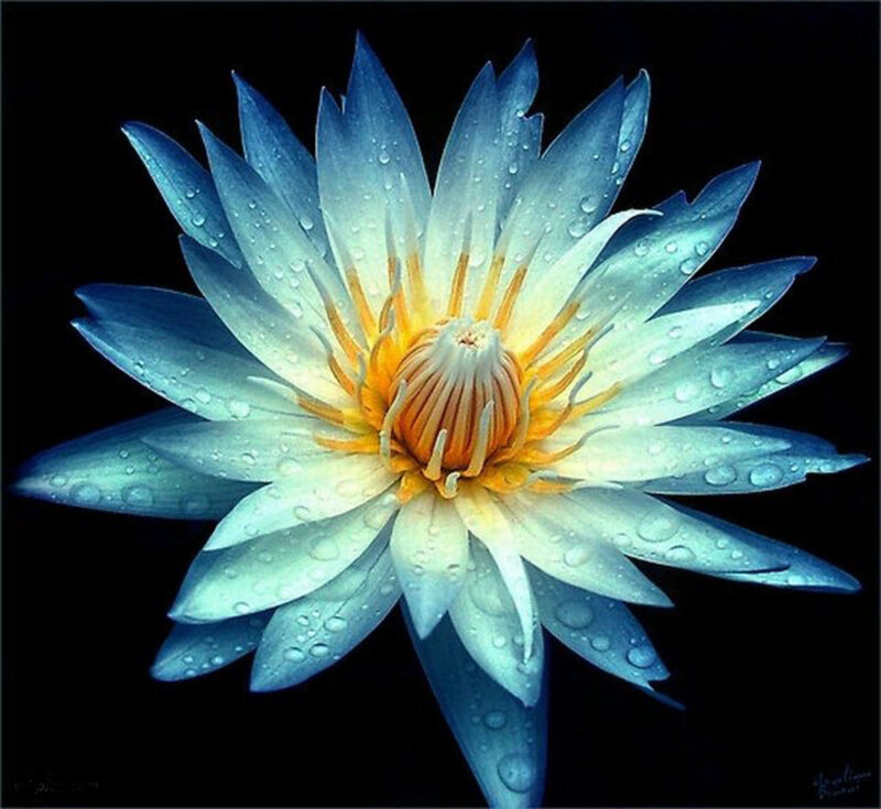 Blue Lotus Flower — Serene, Photograph, Petals, Water Droplets