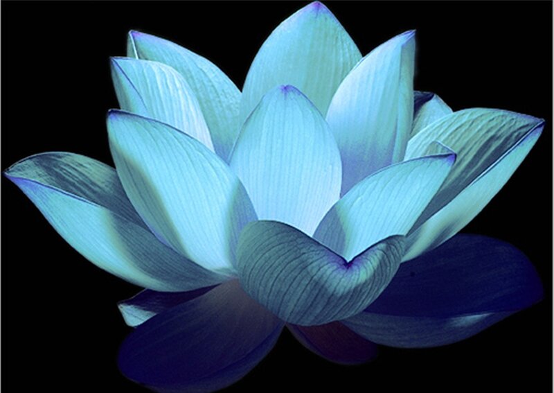 Blue Lotus Flower — Serene, Photograph
