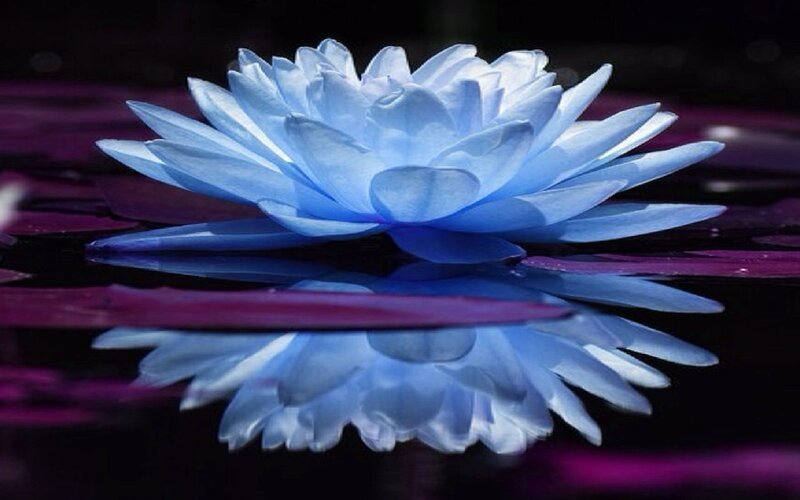 Blue Lotus Flower — Serene, Photograph, Water