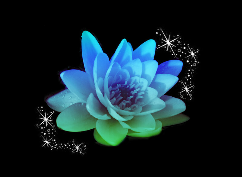 Blue Lotus Flower — Serene