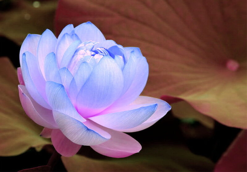 Blue Lotus Flower