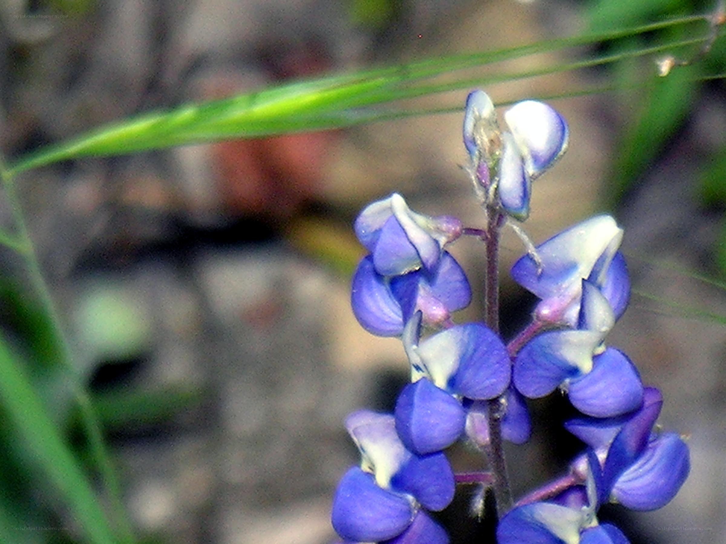 blue lupine flower close-up