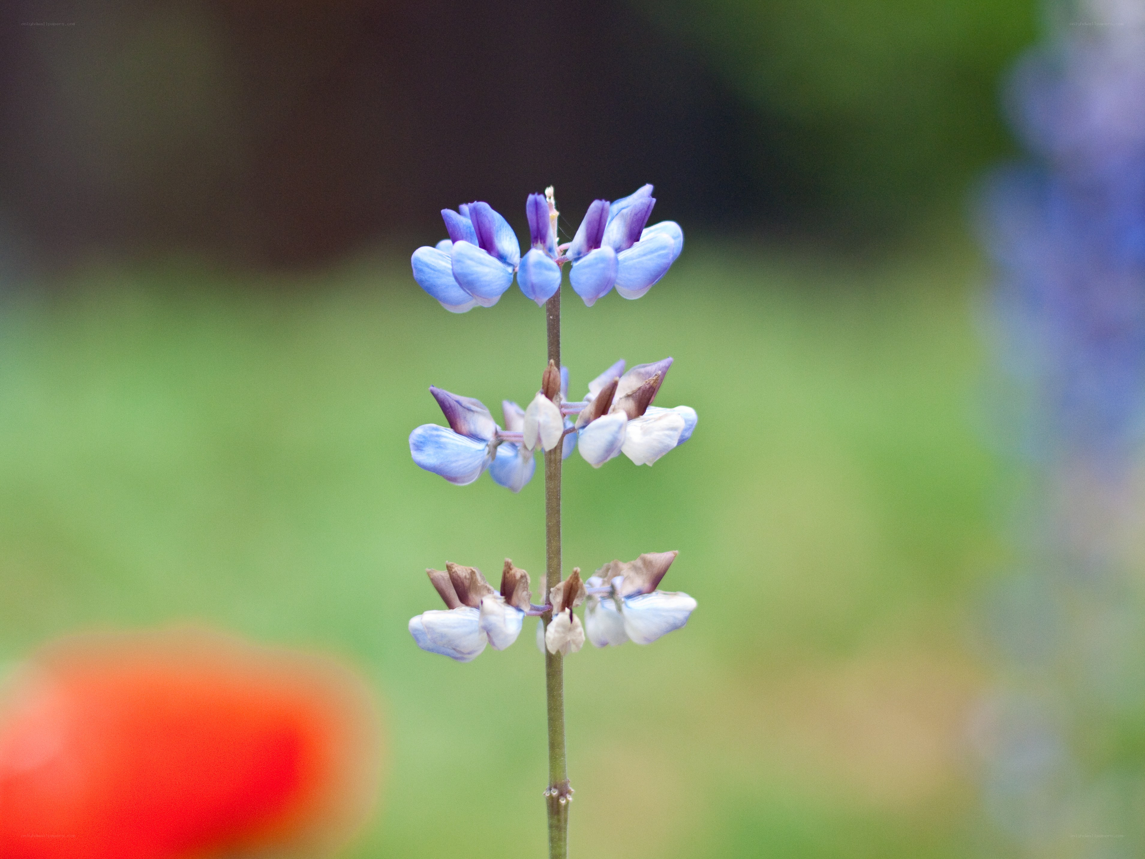Blue lupine flower in bloom