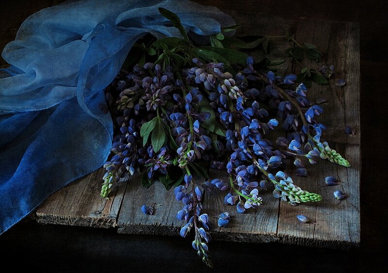 Blue Lupine Flowers — Dramatic, Photograph