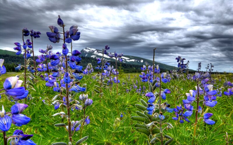Blue Lupine Flowers — Dramatic, Spring