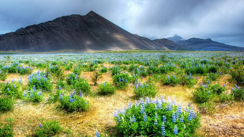 Blue Lupine Flowers — Dramatic, Summer, Photograph