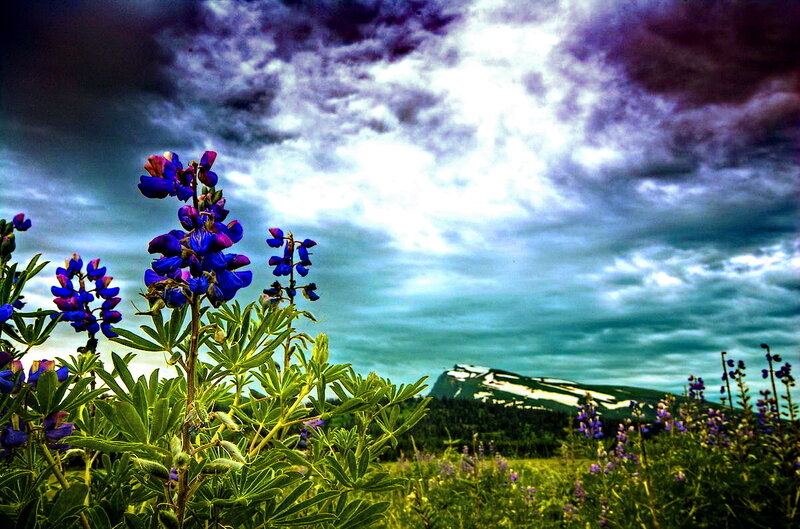 Blue Lupine Flowers — Dramatic, Summer