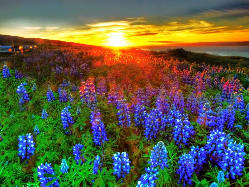 Blue Lupine Flowers — Dramatic, Sunset