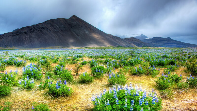 Blue Lupine Flowers Field